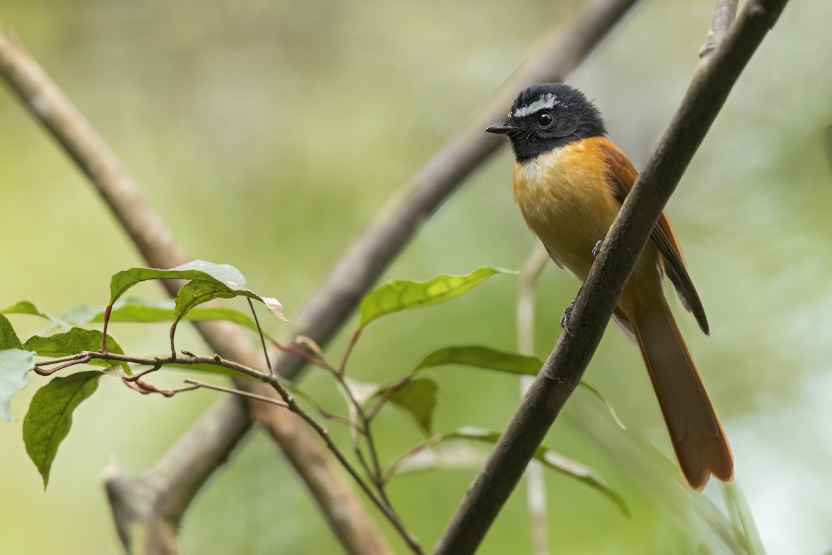 Abanico Rojinegro - ML646824061