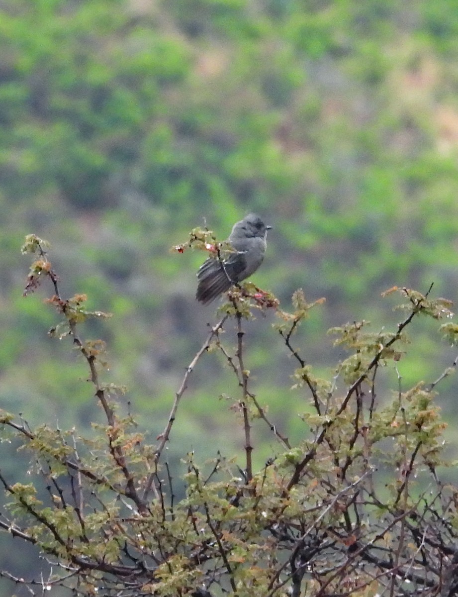 Loggerhead Shrike - ML646824064