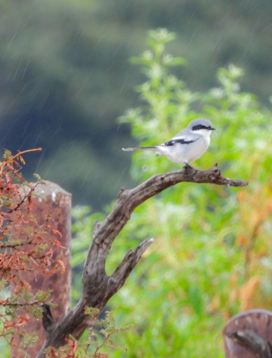 Loggerhead Shrike - ML646824065