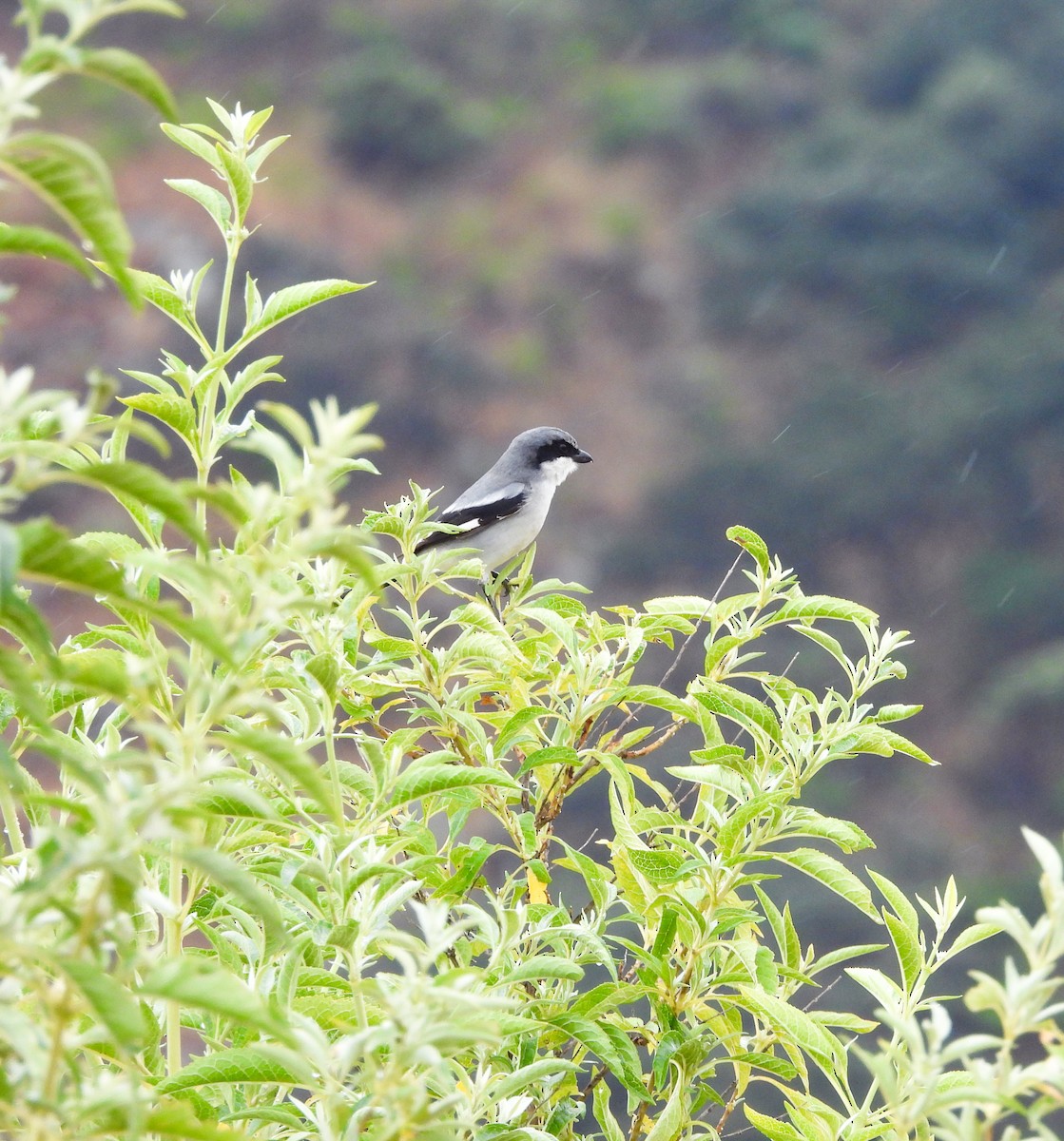 Loggerhead Shrike - ML646824066