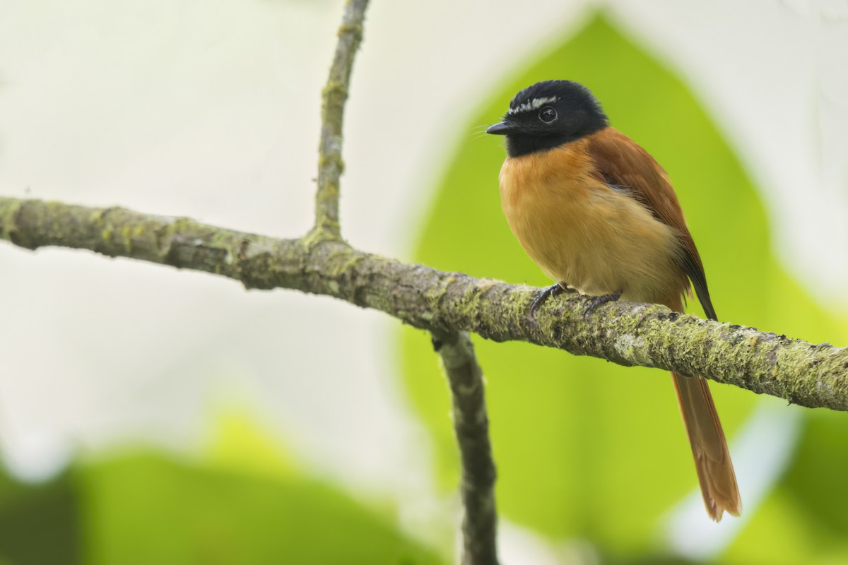 Abanico Rojinegro - ML646824067