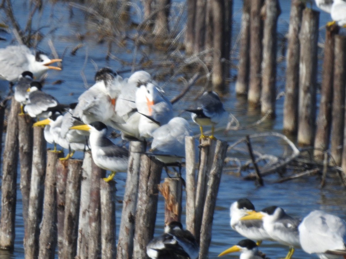 Royal Tern - ML646824068