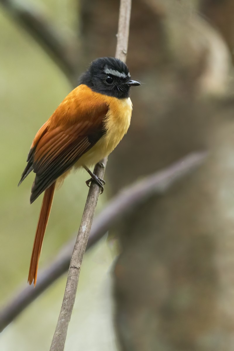 Abanico Rojinegro - ML646824071