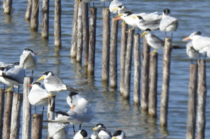 Royal Tern - ML646824072