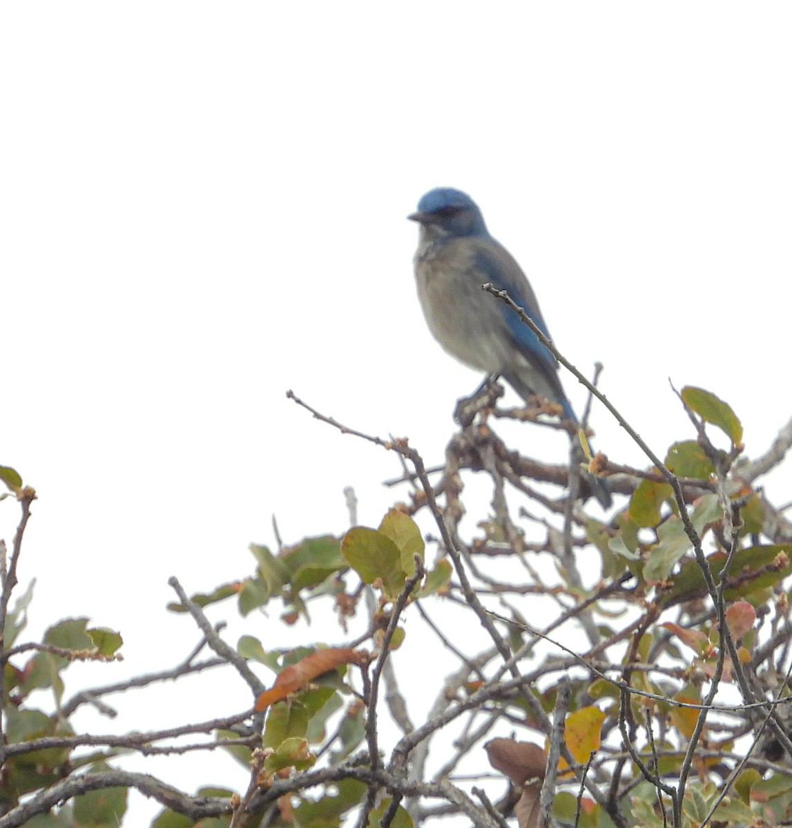 Mexican Jay - ML646824075