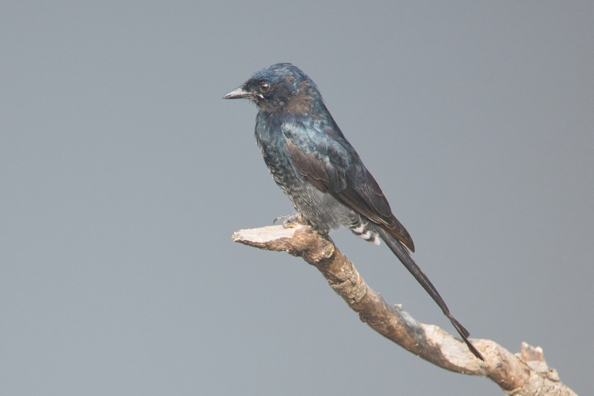 Black Drongo - ML646824088