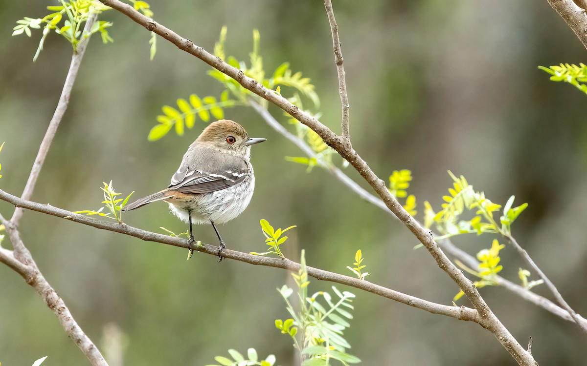 Cinereous Tyrant - ML646824089