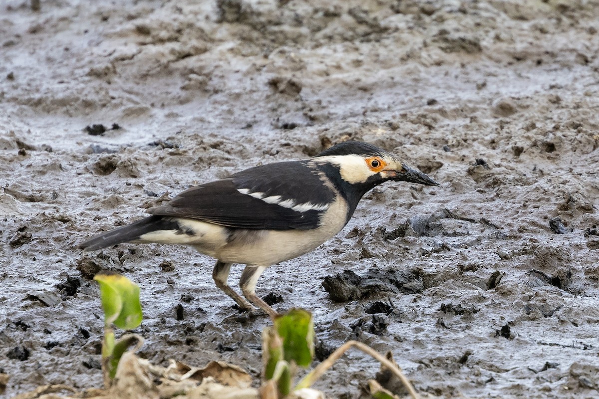 Indian Pied Starling - ML646824096