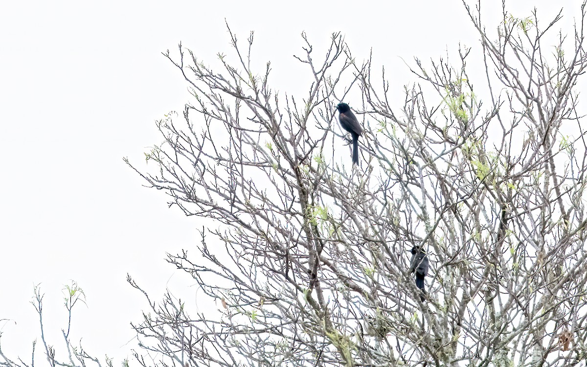 Variable Oriole - ML646824101