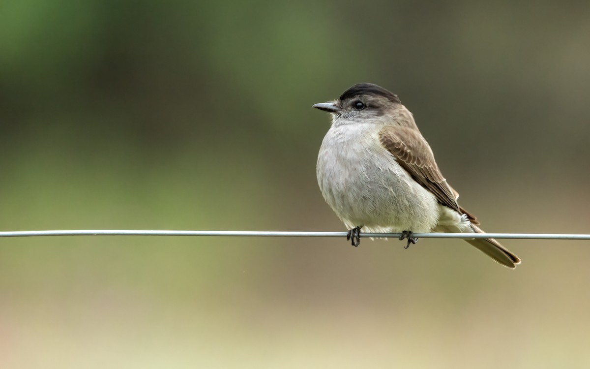 Crowned Slaty Flycatcher - ML646824107