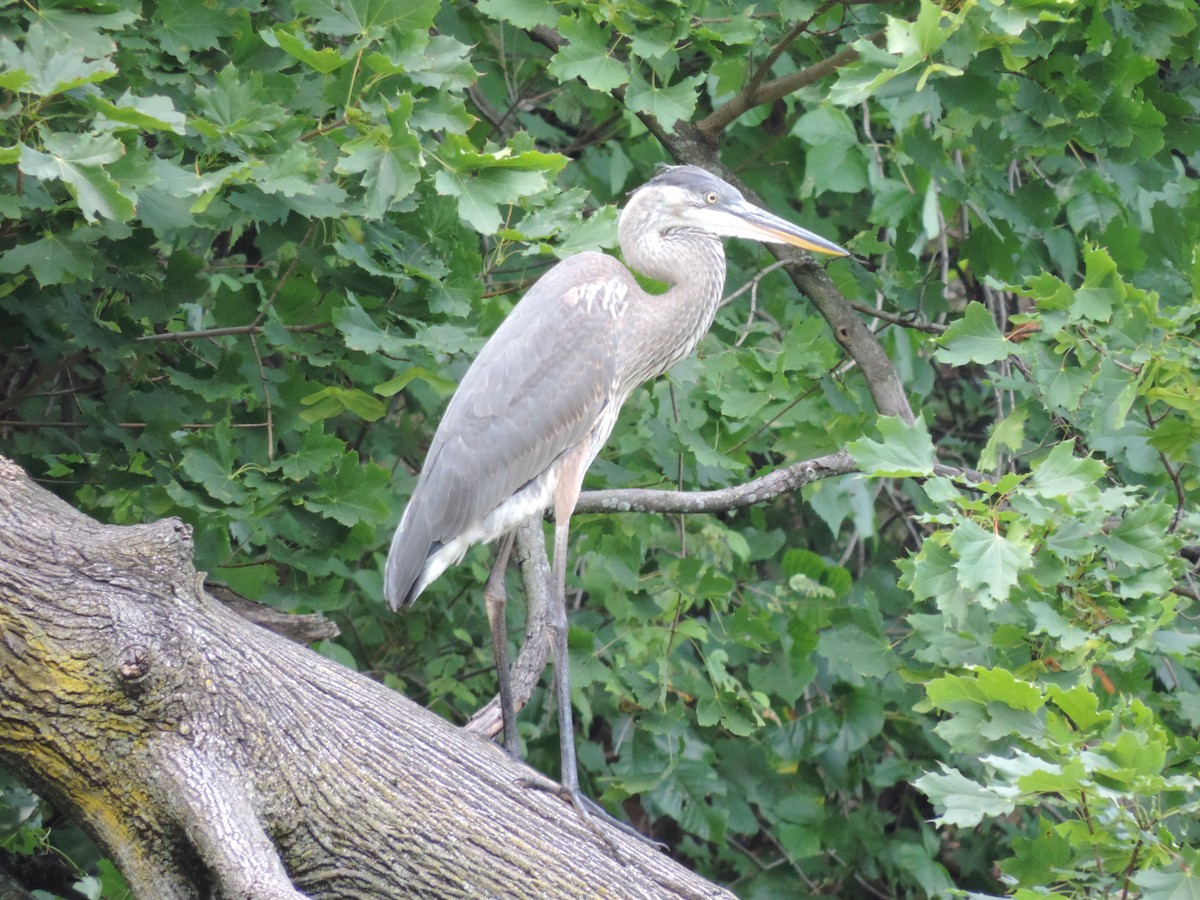 Great Blue Heron - ML64682411