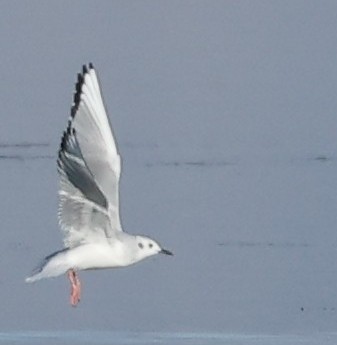 Бонапартова чайка - ML646824110