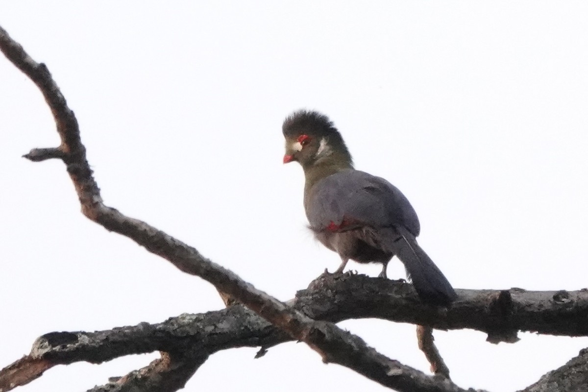 White-cheeked Turaco - ML646824114