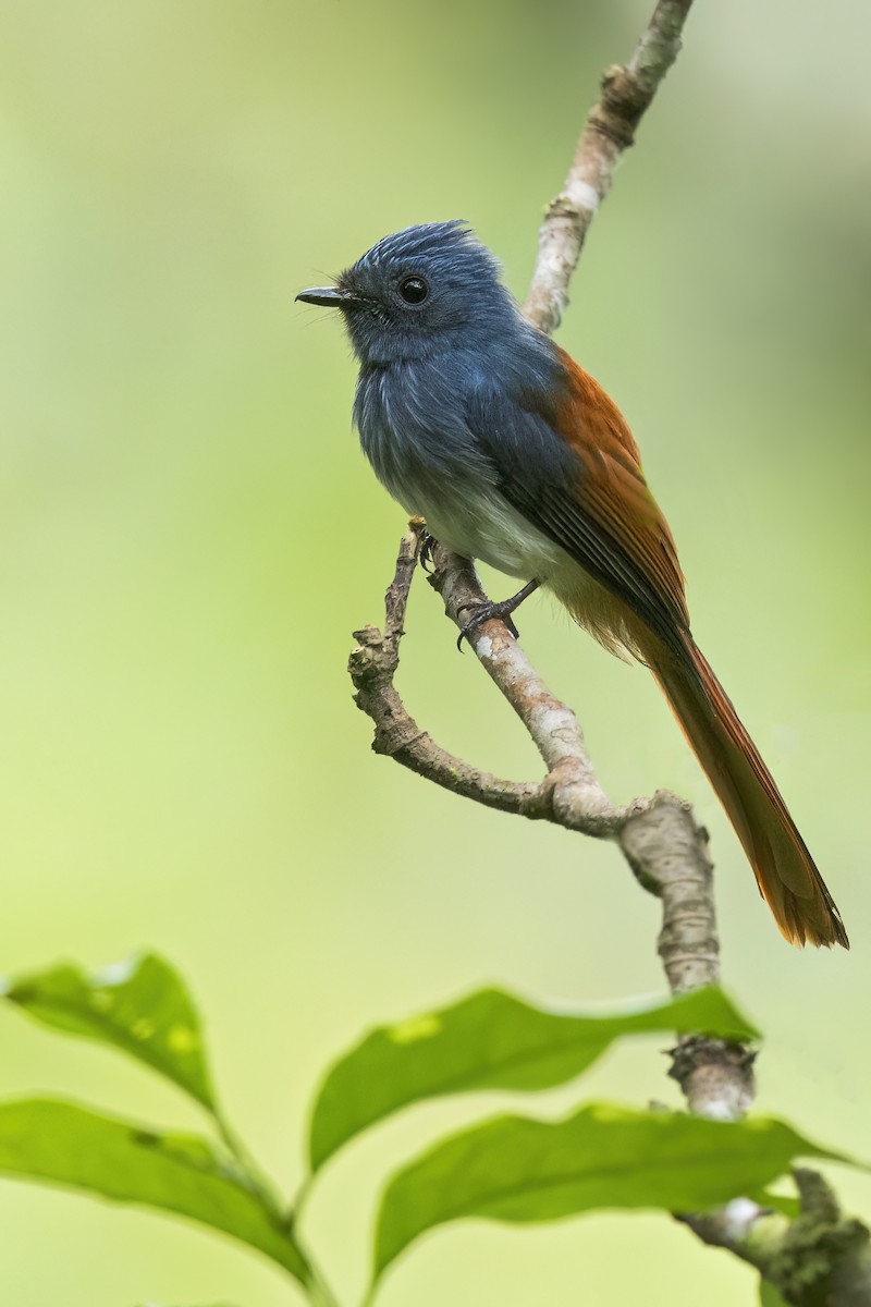 Abanico Cabeciazul de las Bisayas - ML646824115