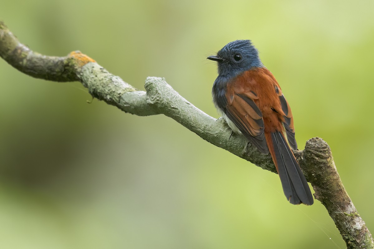 Abanico Cabeciazul de las Bisayas - ML646824126