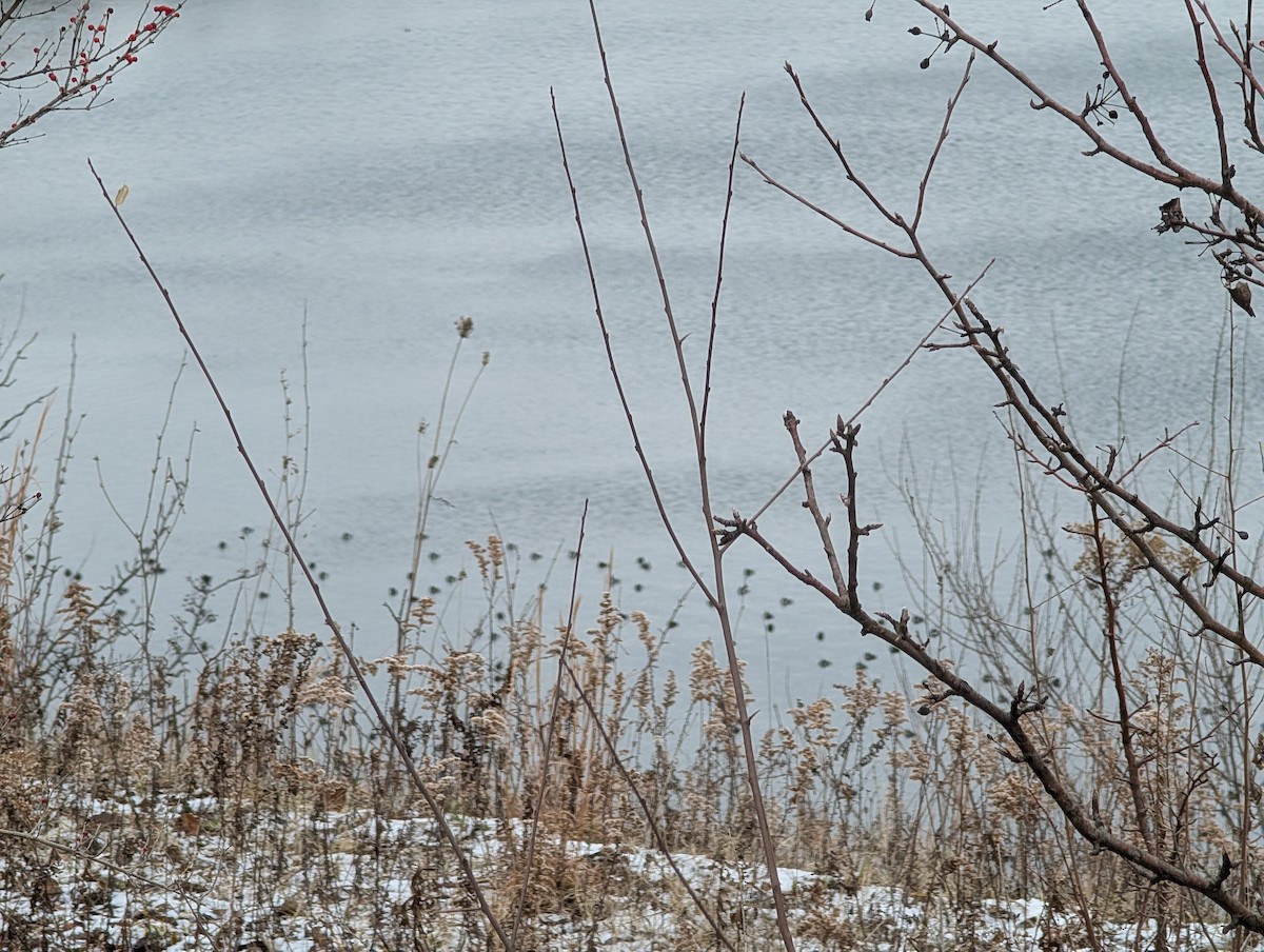 クビワキンクロ - ML646824127