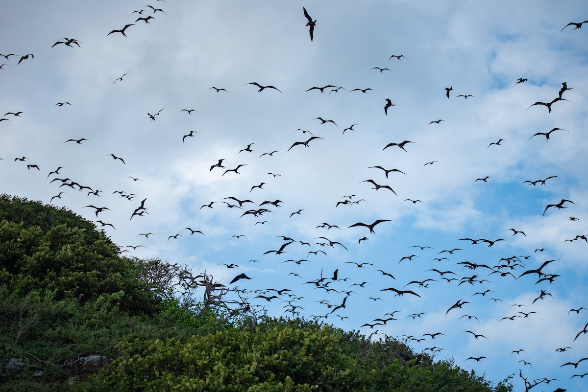 アメリカグンカンドリ - ML646824134