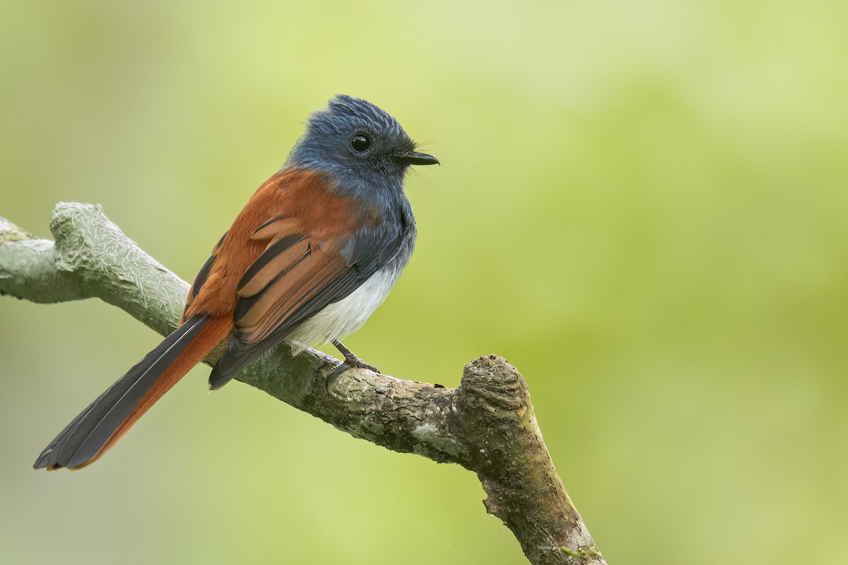 Abanico Cabeciazul de las Bisayas - ML646824137