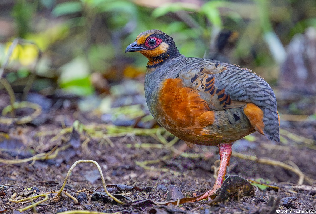 Chestnut-bellied Partridge - ML646824138