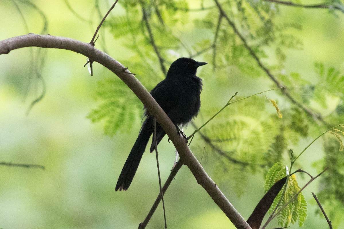 Northern Black-Flycatcher - ML646824139
