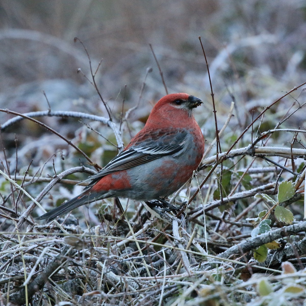 hýl křivčí - ML646824142