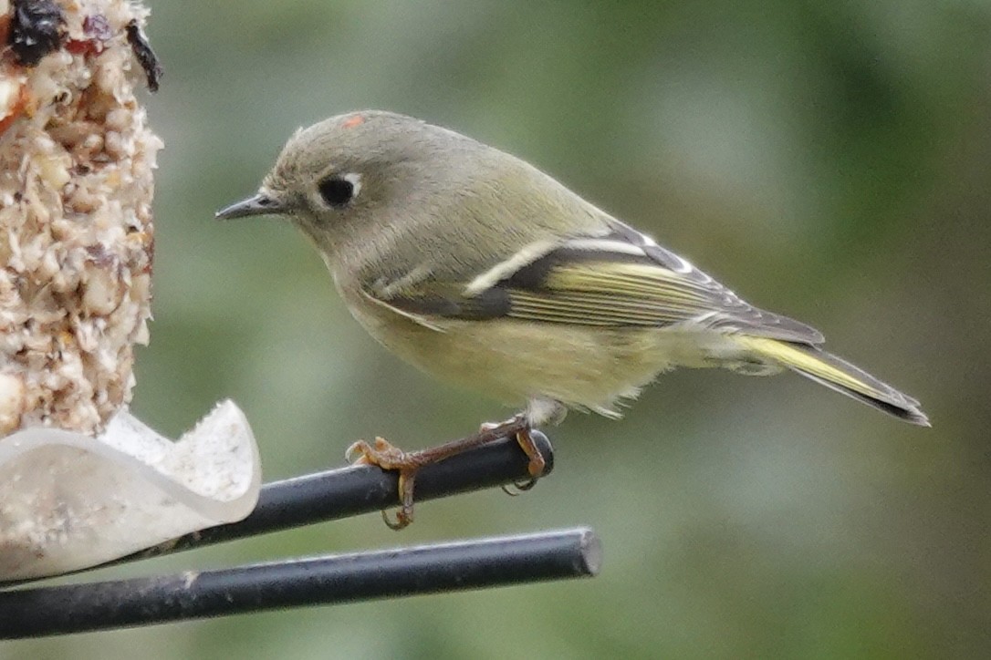 Ruby-crowned Kinglet - ML646824145