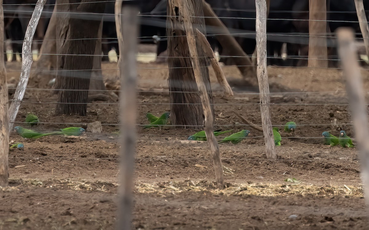 Blue-crowned Parakeet - ML646824153