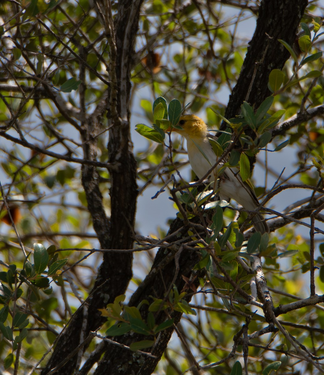 アカガシラモリハタオリ - ML646824155