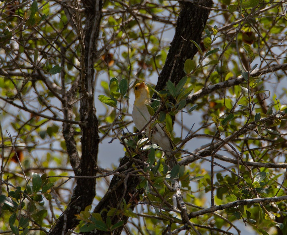 アカガシラモリハタオリ - ML646824156