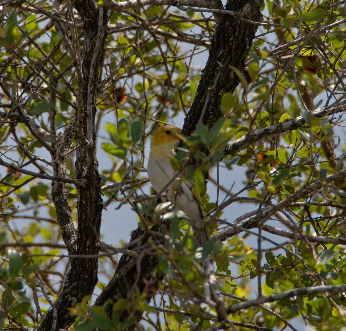 アカガシラモリハタオリ - ML646824157