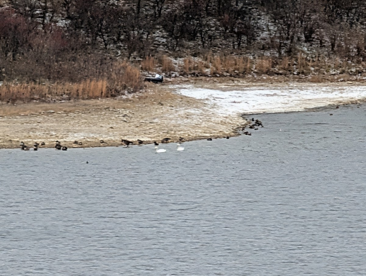 ナキハクチョウ - ML646824160