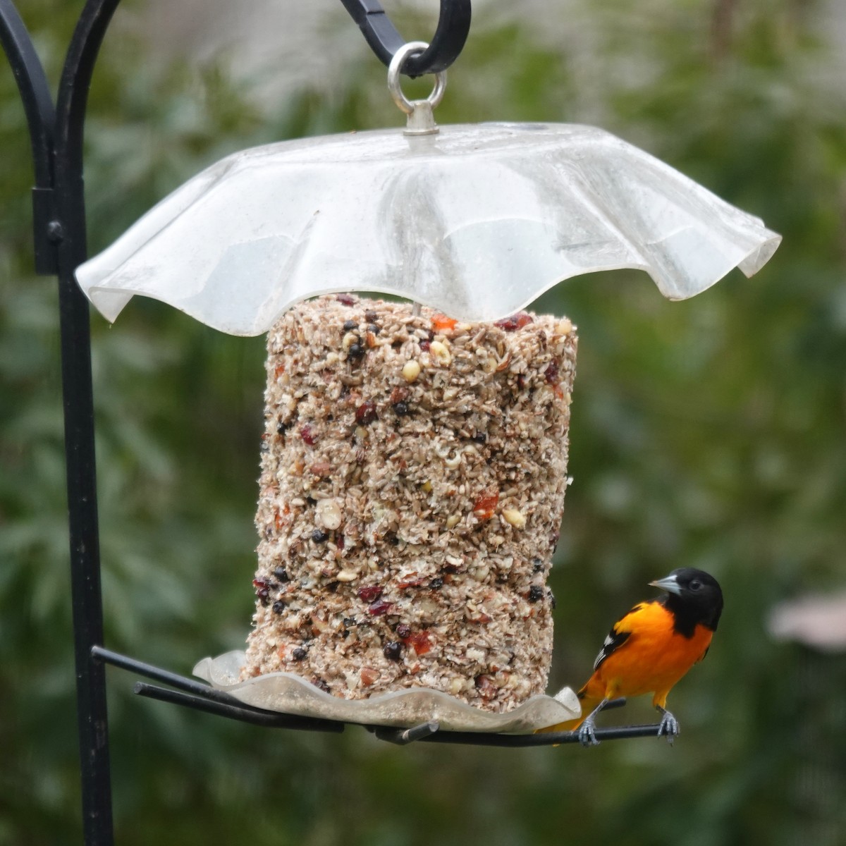 ボルチモアムクドリモドキ - ML646824166