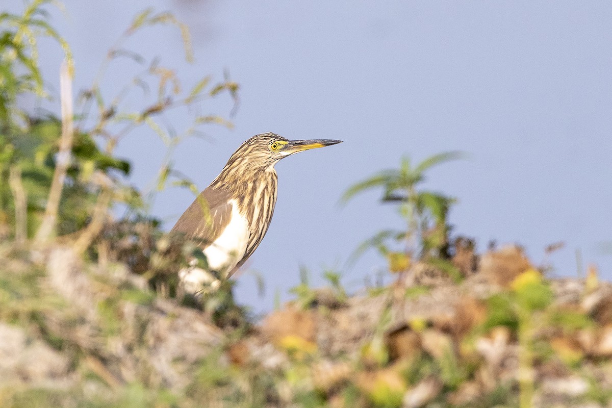 Indian Pond-Heron - ML646824171