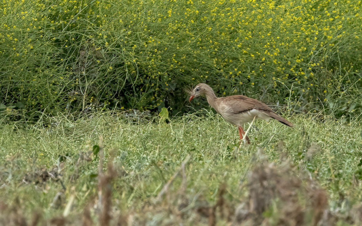 Red-legged Seriema - ML646824173