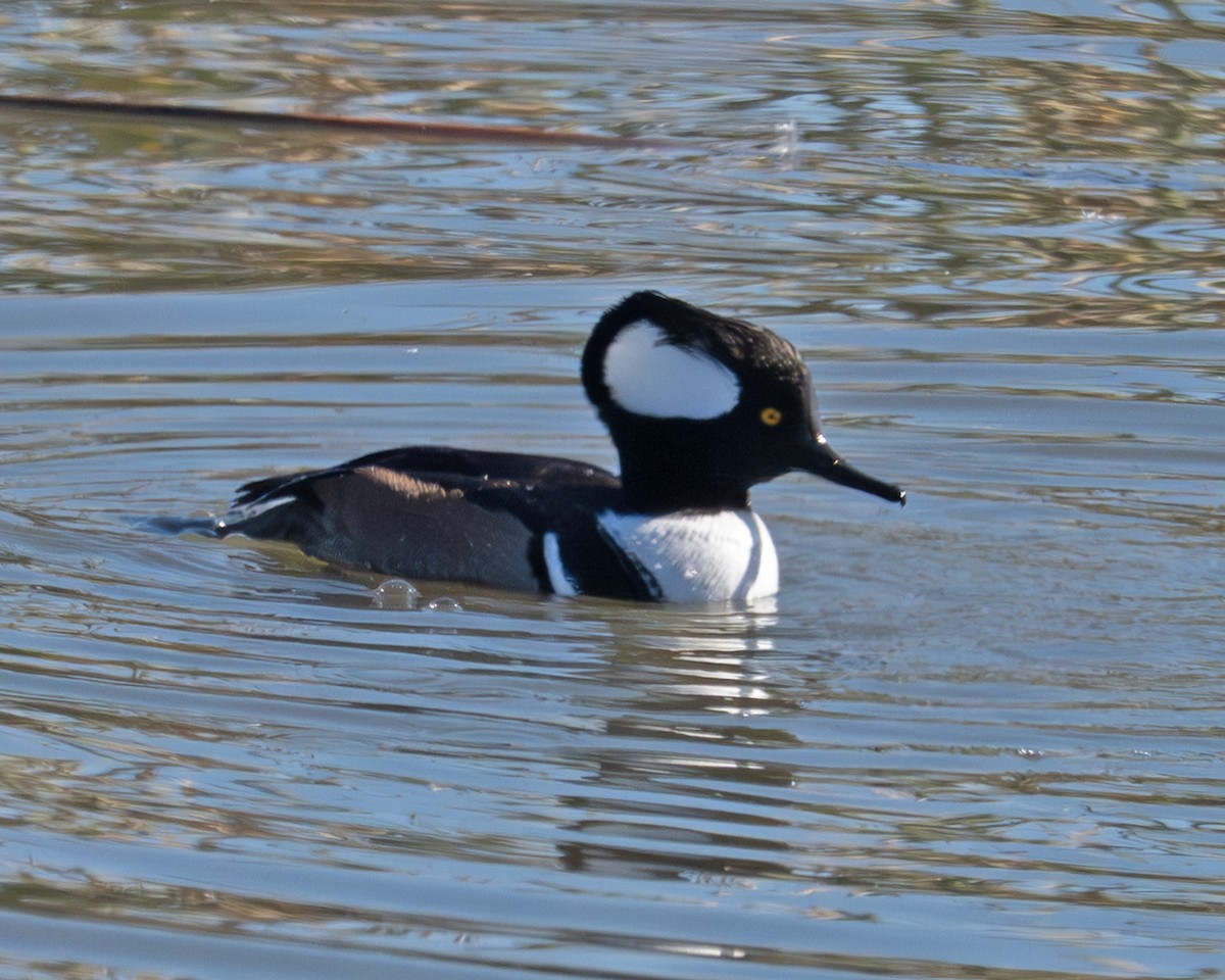 Hooded Merganser - ML646824174