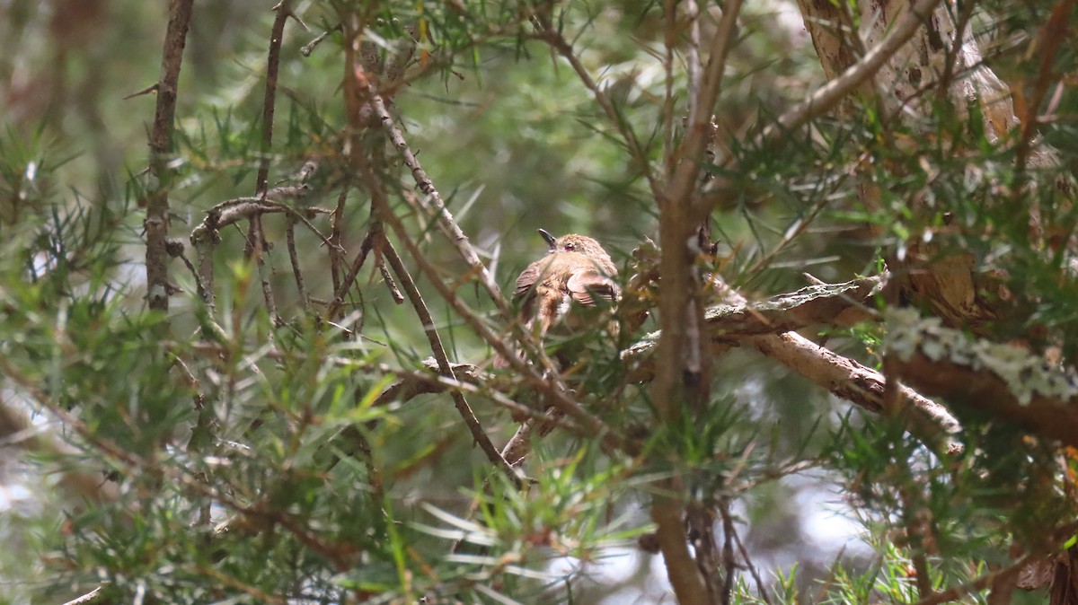 Brown Thornbill - ML646824175
