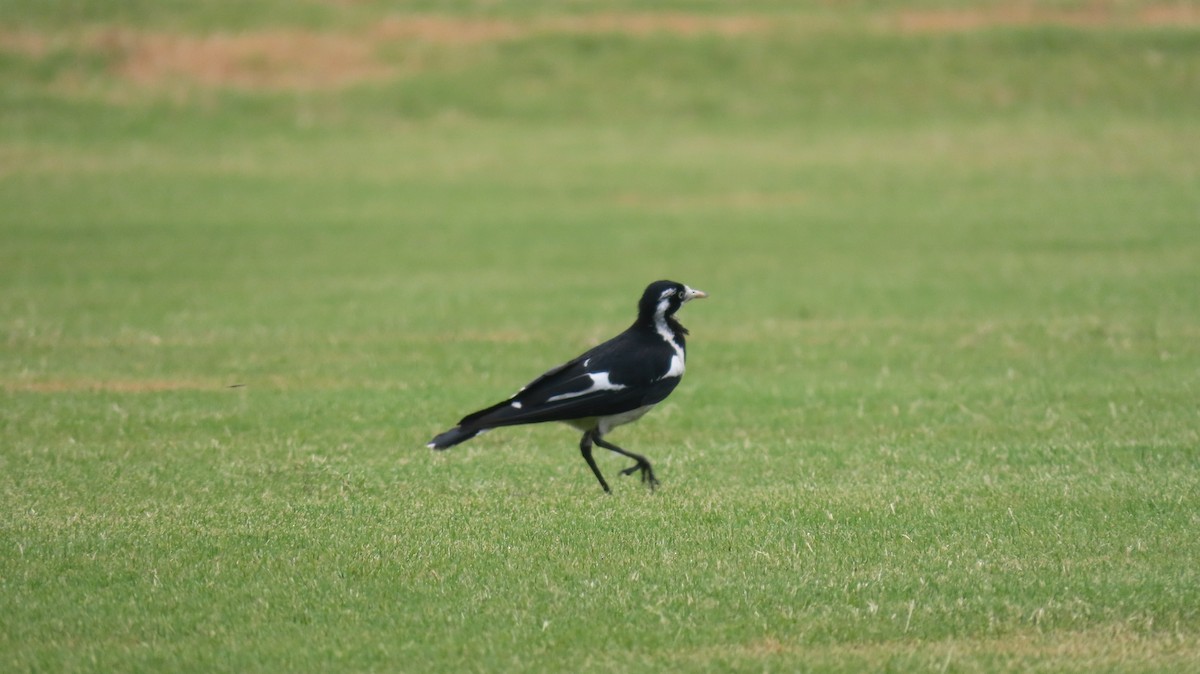 Magpie-lark - ML646824176