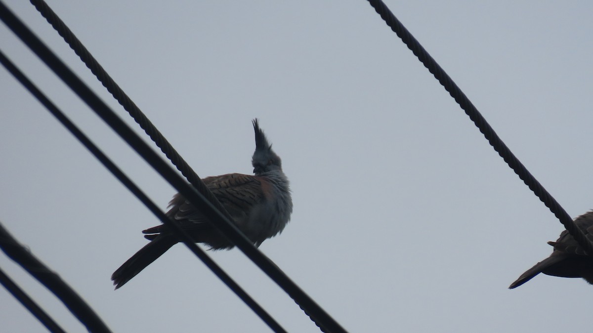 Crested Pigeon - ML646824180