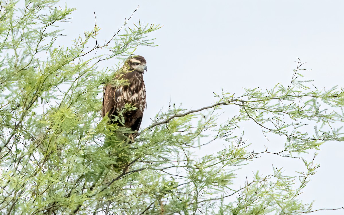 Great Black Hawk - ML646824181