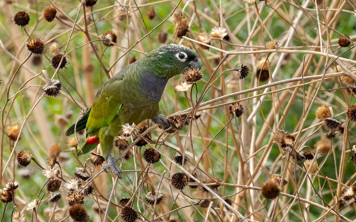 Scaly-headed Parrot - ML646824184