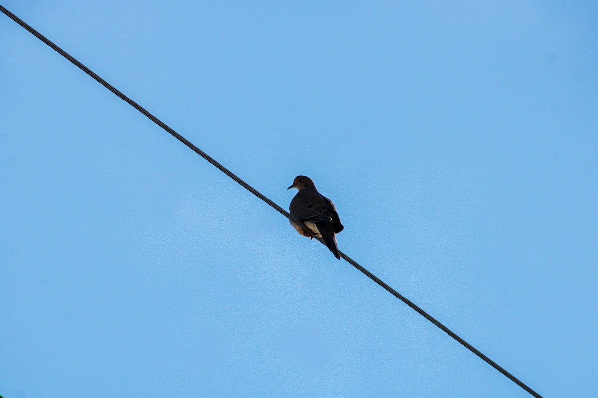 Mourning Dove - ML646824188