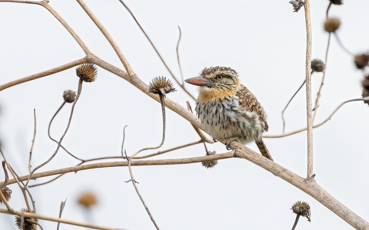 Spot-backed Puffbird - ML646824189