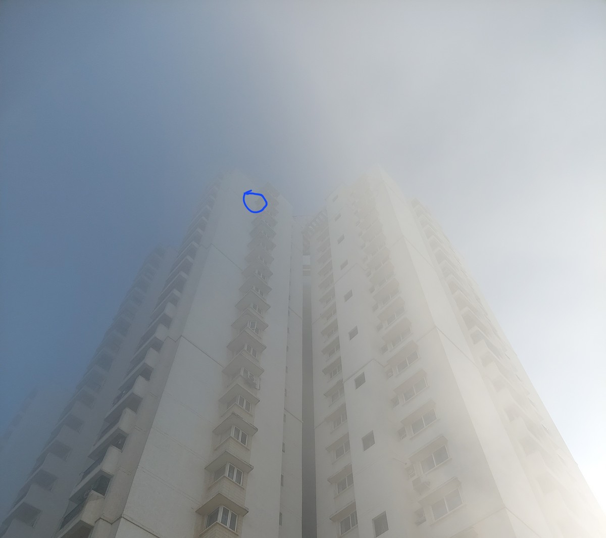 בז נודד - ML646824200