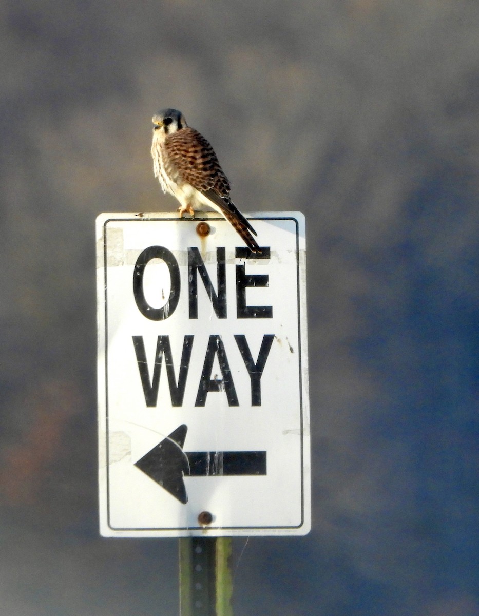 American Kestrel - ML646824201