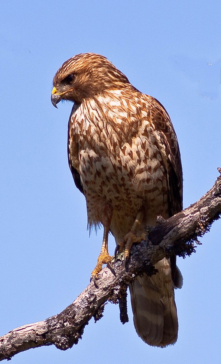 Red-shouldered Hawk - ML646824202