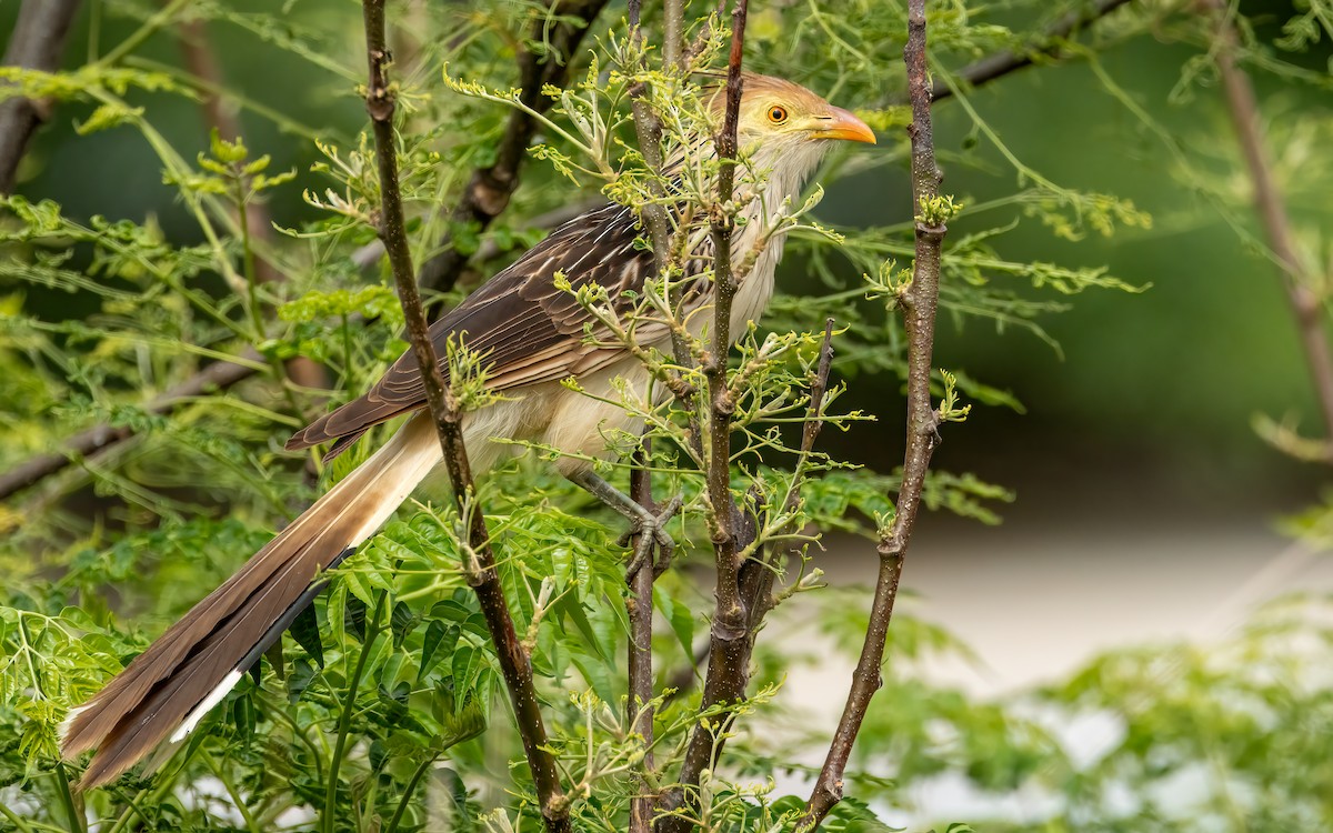 Guira Cuckoo - ML646824203