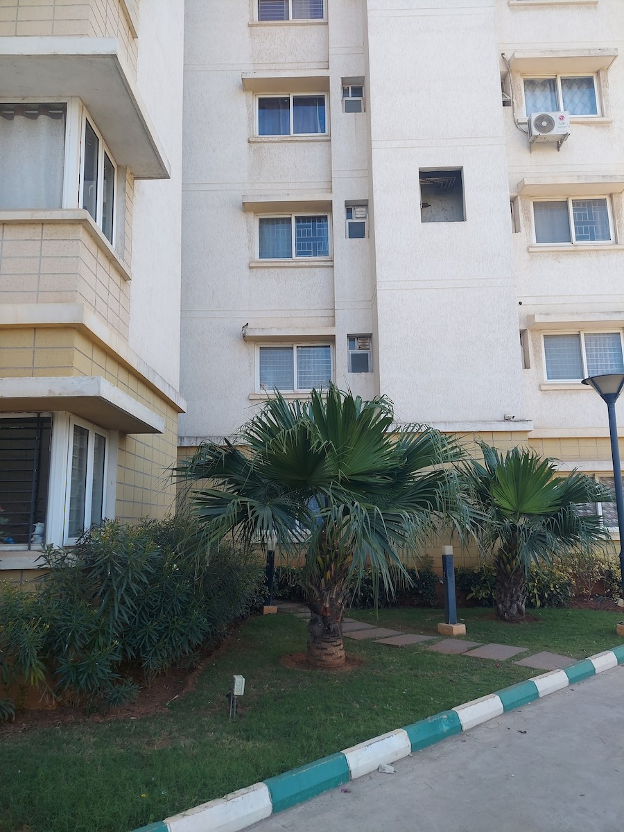 Rufous Treepie - ML646824204