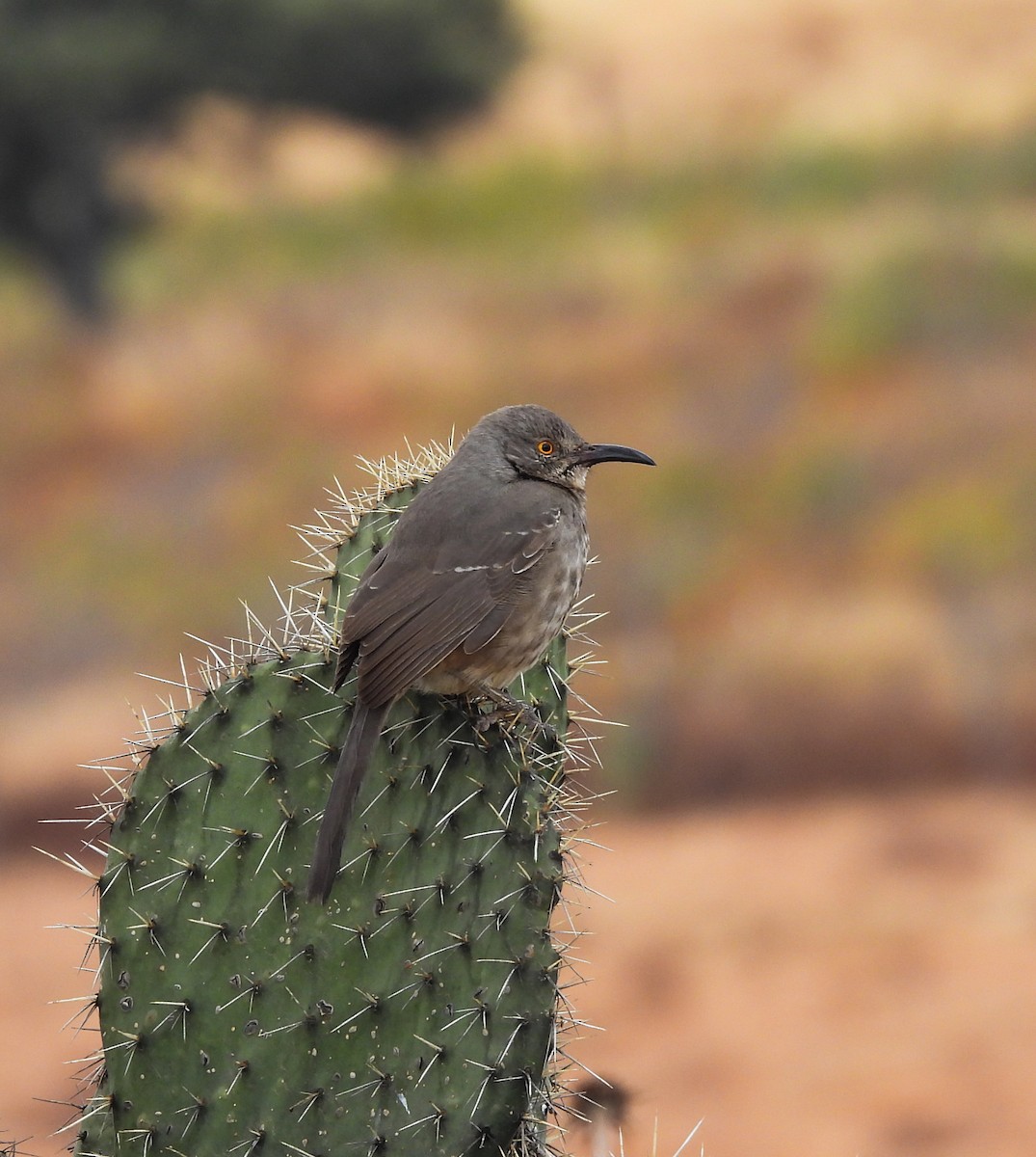 マルハシツグミモドキ - ML646824206