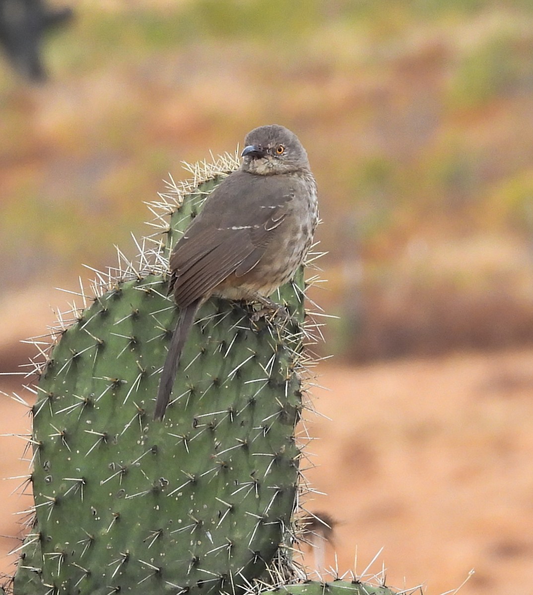 マルハシツグミモドキ - ML646824207