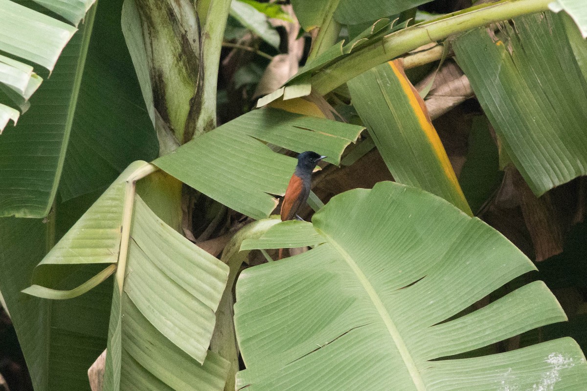 African Paradise-Flycatcher - ML646824208